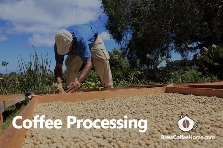 Coffee Processing Methods Differences Between Natural, Washed, and Honey