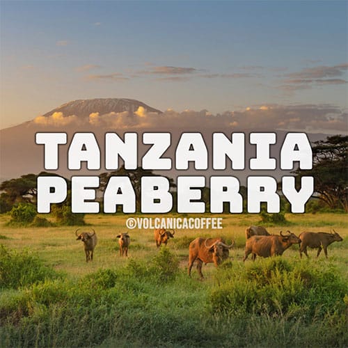 tanzania-peaberry