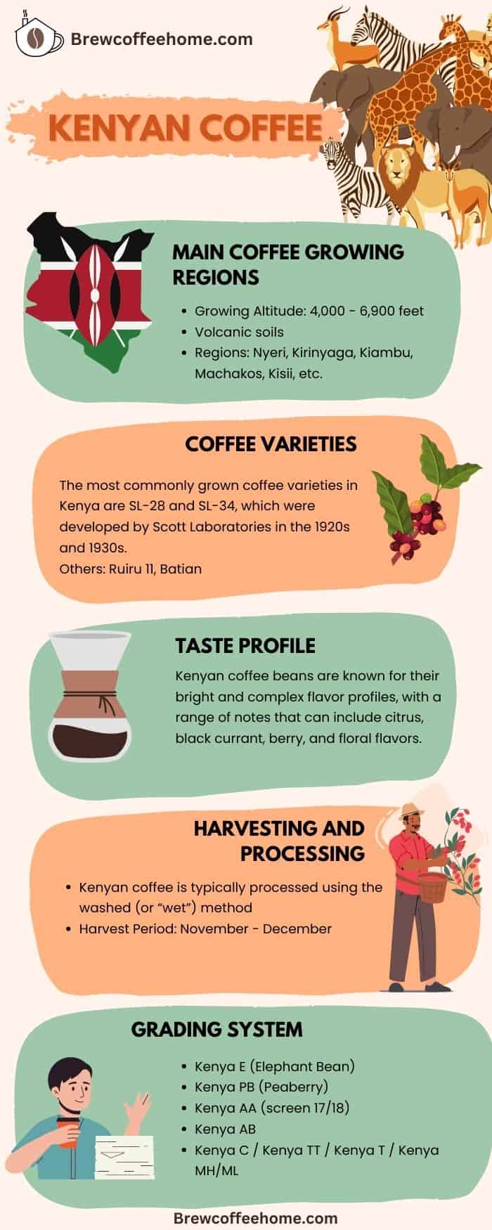Best Kenyan Coffee Brands Extensive Buying Guide & Reviews